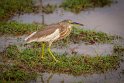 100 Bundala NP, indische ralreiger